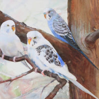 Budgies in the Landing Zone